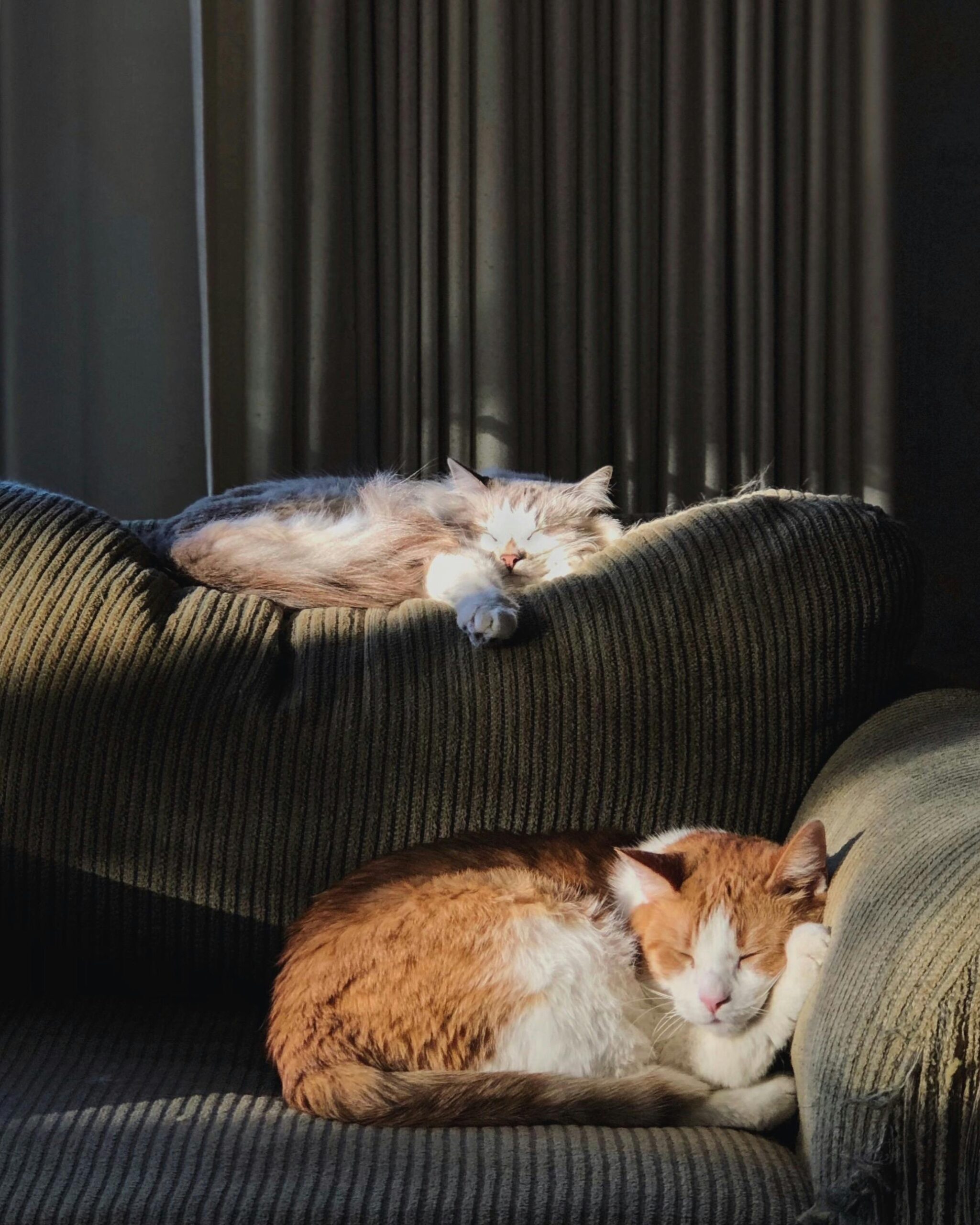 Two fluffy cats peacefully sleep on a sunlit sofa indoors, capturing a serene moment of feline relaxation.